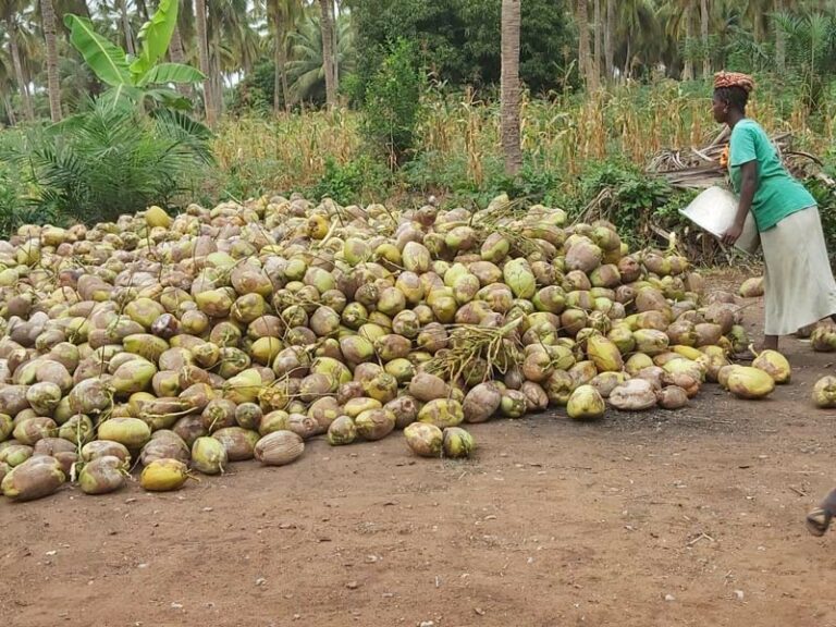 navi yéyé produits togo noix de coco